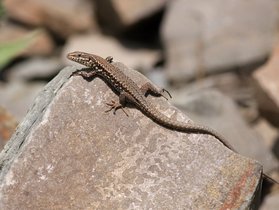 Lézard des murailles se dorant au soleil sur une pierre © René Dumoulin