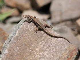 Lézard des murailles se dorant au soleil sur une pierre © René Dumoulin