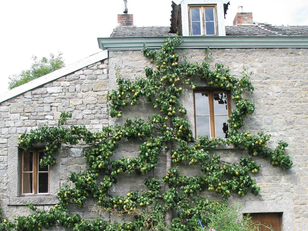 Arbre palissé — © Pascal Hauteclair