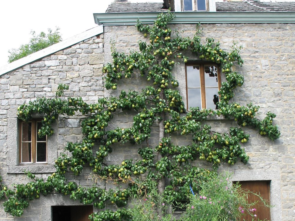 Arbre palissé — © Pascal Hauteclair