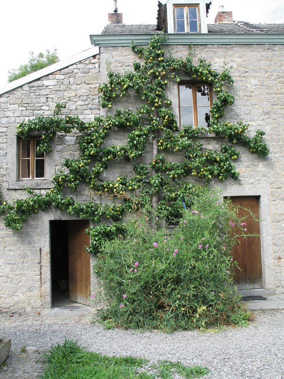 Arbre palissé — © Pascal Hauteclair