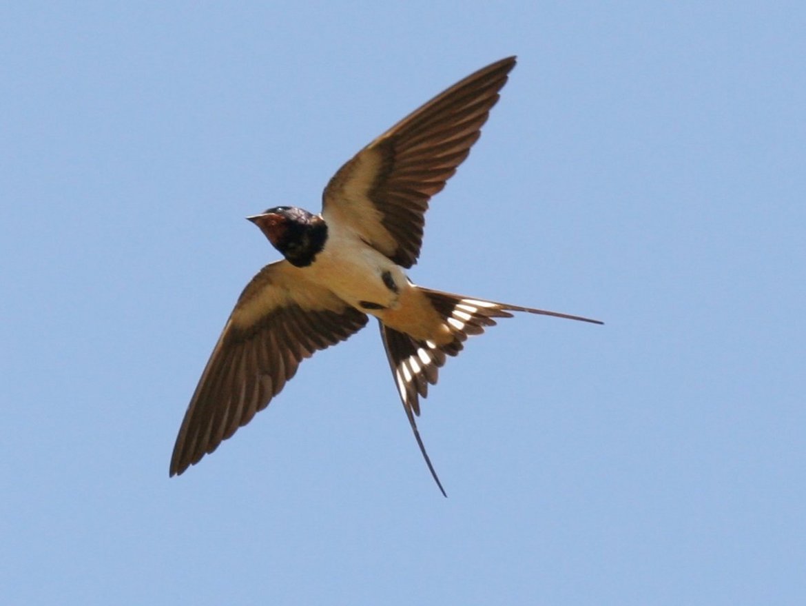 Hirondelle rustique en vol © René Dumoulin