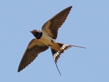 Hirondelle rustique en vol © René Dumoulin