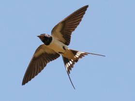 Hirondelle rustique en vol © René Dumoulin