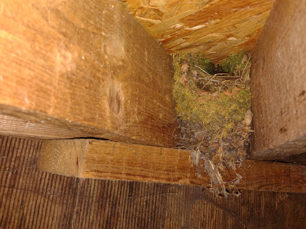 Nichoir semi-ouvert intégré entre les gîtes en bois d'un cabanon de jardin laissé ouvert © Murielle Skelton