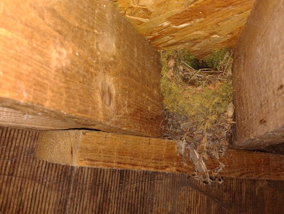 Nichoir semi-ouvert intégré entre les gîtes en bois d'un cabanon de jardin laissé ouvert © Murielle Skelton