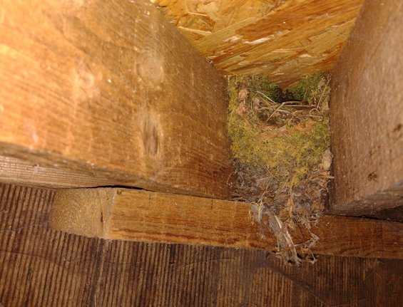 Nichoir semi-ouvert intégré entre les gîtes en bois d'un cabanon de jardin laissé ouvert © Murielle Skelton