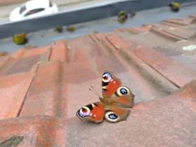 Paon du jour — © Murielle Skelton