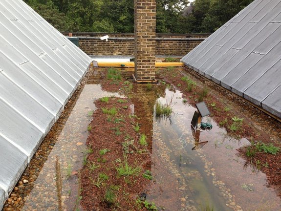 Toiture plate à rétention d'eau végétalisée — Victoria & Albert Museum — © Clare Dinham