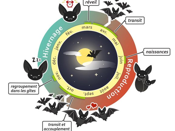 Illustration du cycle de vie des chauves-souris v1 — © Léa Foglar