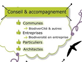 Carte mentale © Cellule Biodiversité dans le bâti — Natagora