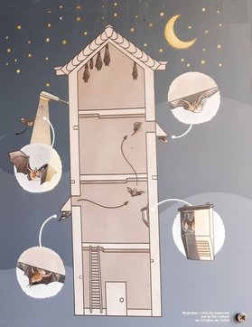 Illustration de l'ancienne tour électrique d'Attert aménagée pour les chauves-souris — © Illustration CPIG.be missionné par le Parc naturel de la Vallée d'Attert