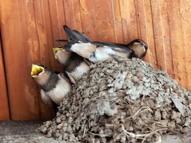 Hirondelles rustiques avec jeunes dans leur nid naturel — © Serge Briere
