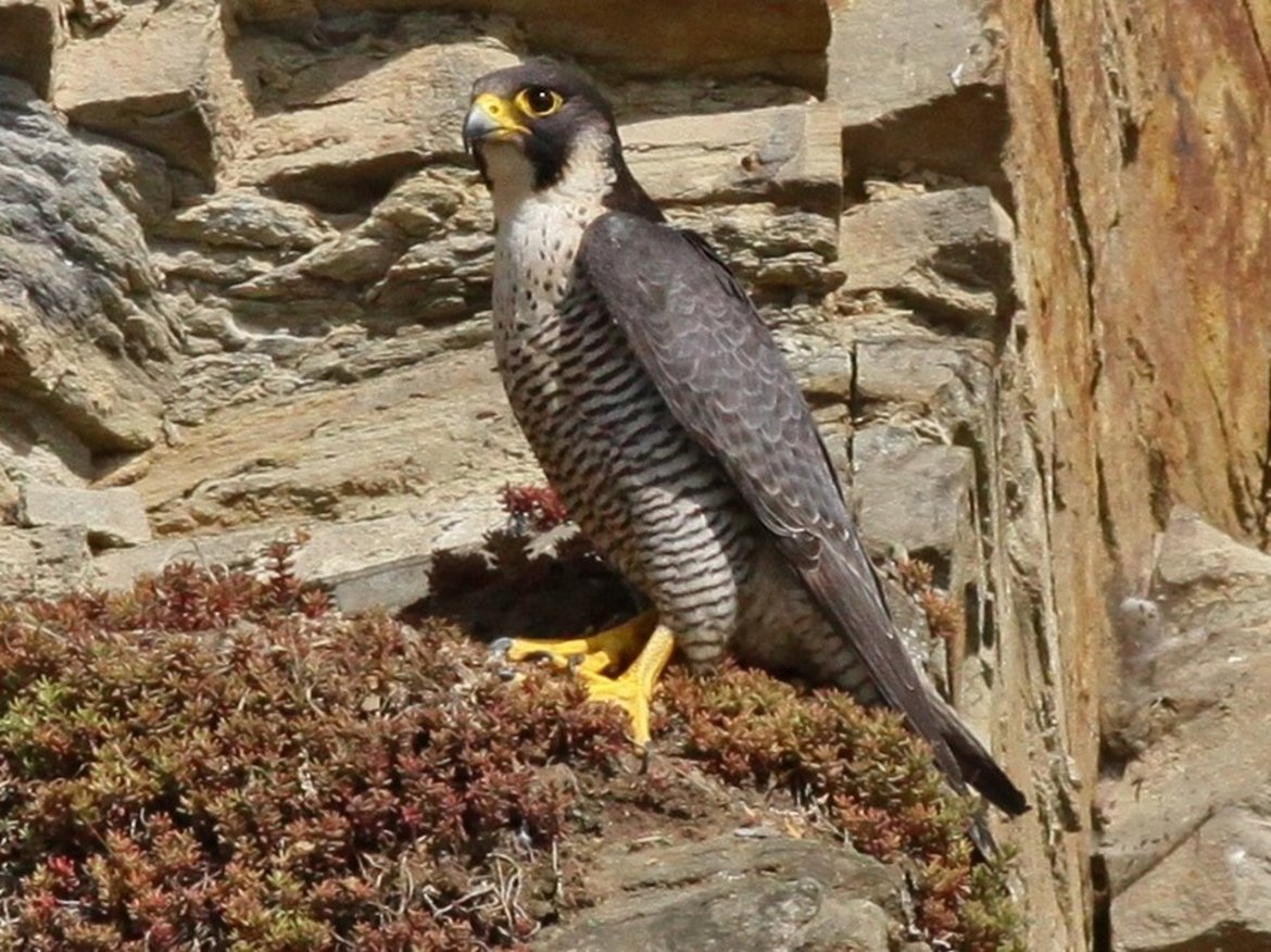 Faucon pèlerin — © René Dumoulin