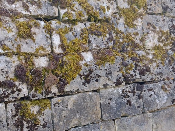 Mousses et lichens sur un vieux mur de soutènement © Murielle Skelton