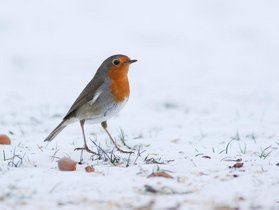 Rougegorge familier — © Olivier Colinet