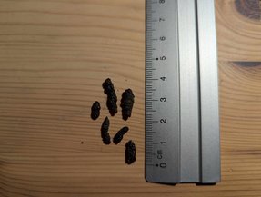 Guano de grande espèce de chauves-souris (Sérotine...) — © Romain Bruffaerts