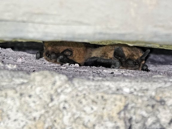 Chauves-souris dans une coulisse — © Quentin Smits