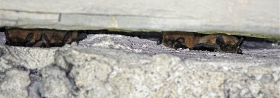 Chauves-souris dans une coulisse — © Quentin Smits Chauves-souris dans une coulisse — © Quentin Smits