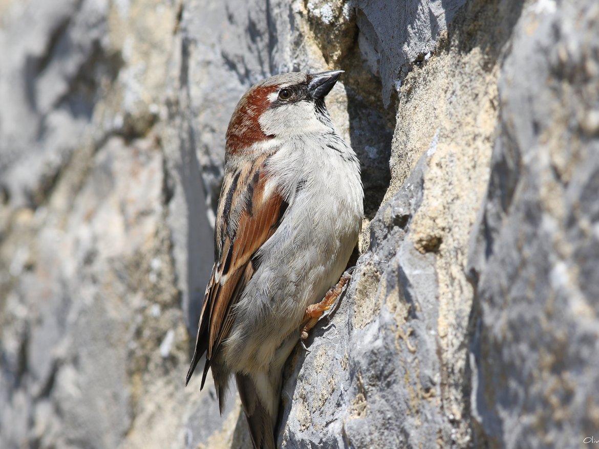 Moineau domestique à l'entrée de son nid dans un mur en pierre bleue - © Olivier Colinet