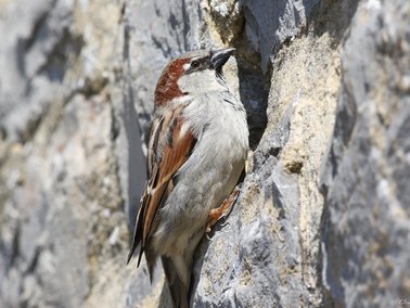 Moineau domestique à l'entrée de son nid dans un mur en pierre bleue - © Olivier Colinet