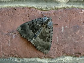 Papillon de nuit © Murielle Skelton