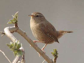 Troglodyte mignon — © Vincent Rasson