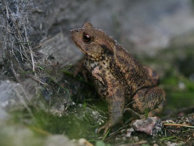 Crapaud commun © Antoine Derouaux