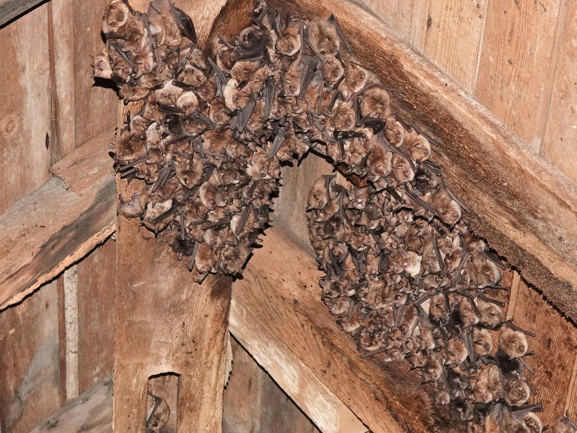 Regroupement de chauves-souris dans une vieille charpente en bois — © Quentin Smits