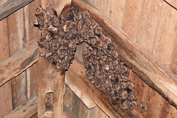 Regroupement de chauves-souris dans une vieille charpente en bois — © Quentin Smits