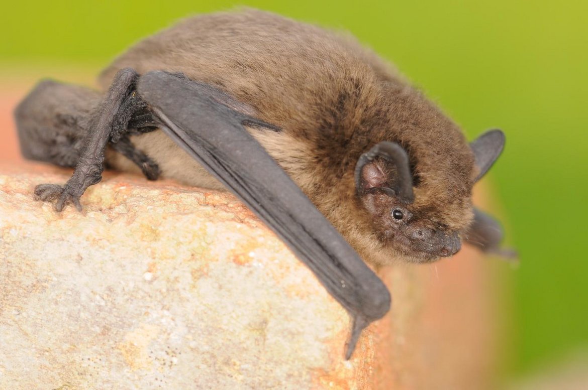 Pipistrelle commune — © Ludovic Jouve